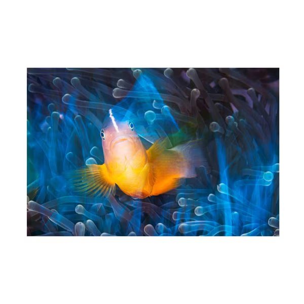 Barathieu Gabriel 'You Want A Photo' Canvas Art, 16x24, Trademark Fine Art, Mfr#: 1X14153-C1624GG
